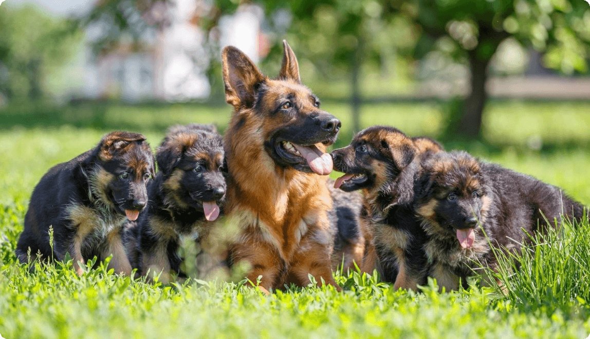 dog