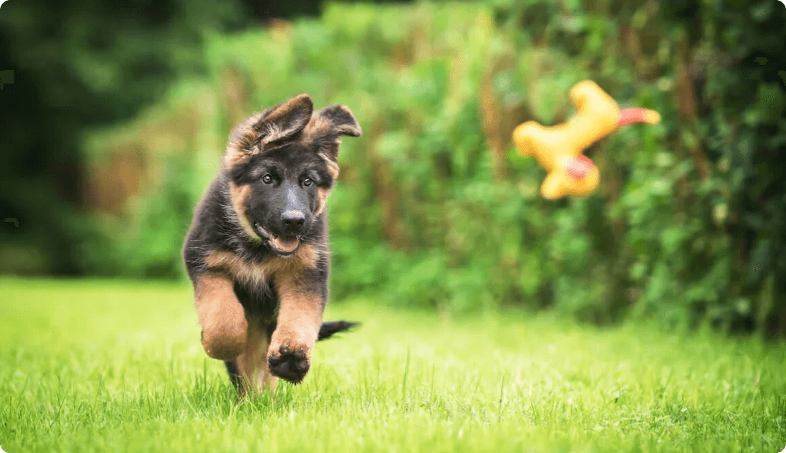 dog