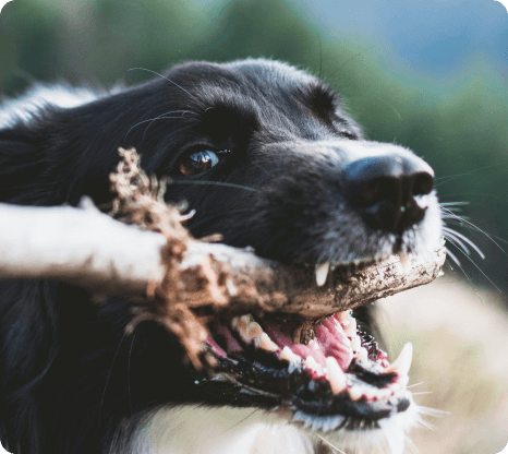 dog