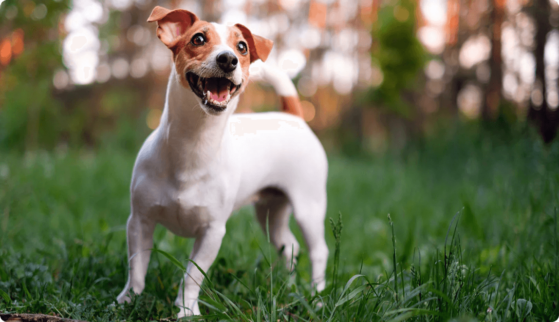 dog