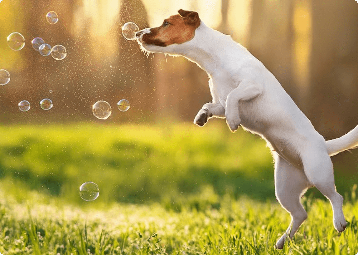 dog