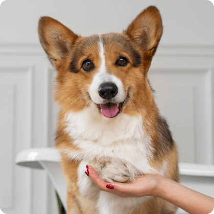 dog