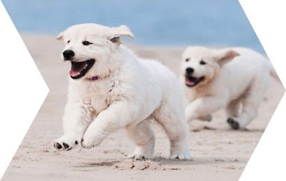 Eukanuba
