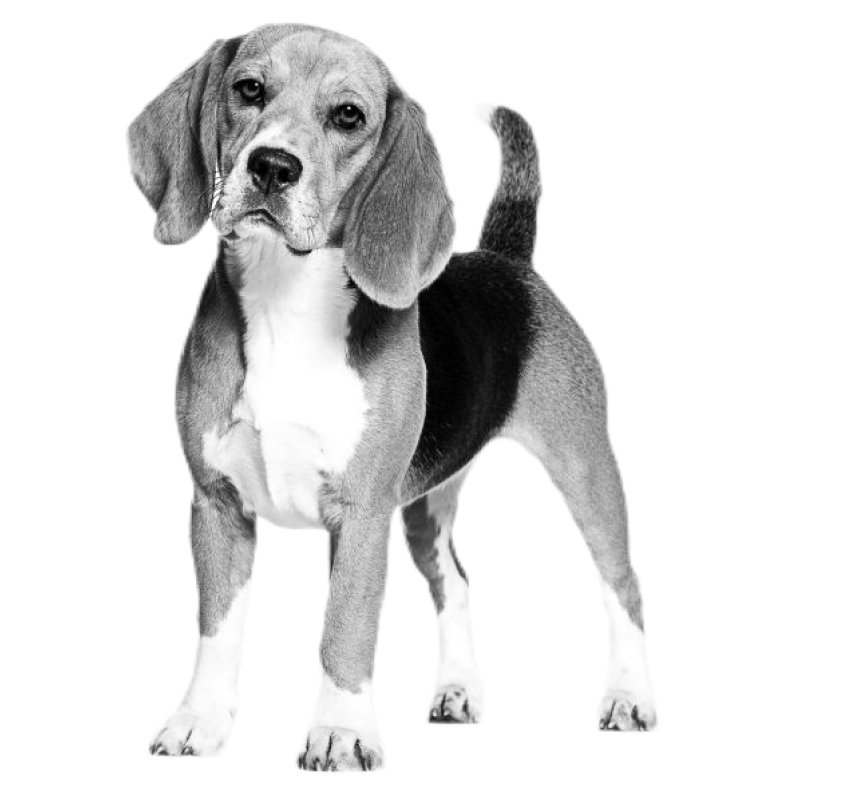 Beagle