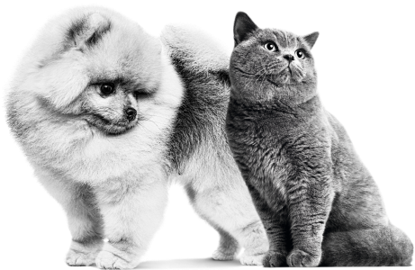 Dog and cat