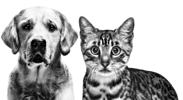 Dog and cat