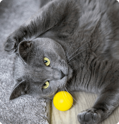 toy