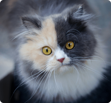 red black cat