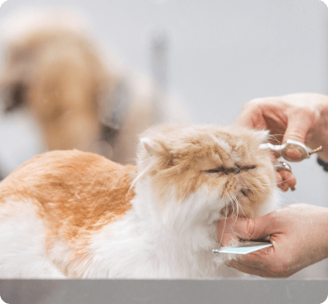 red cat haircut