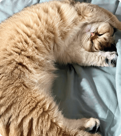 red cat sleep