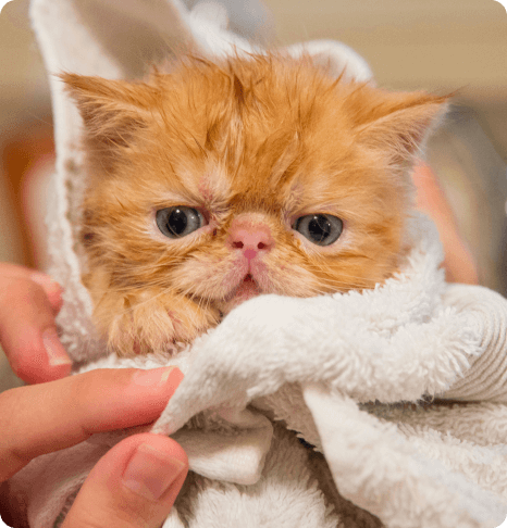 red cat towel