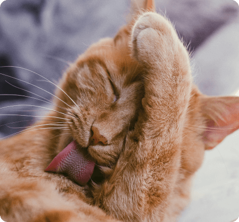 red cat wash