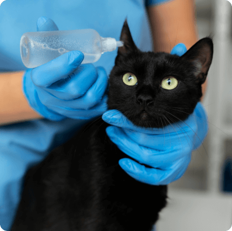black cat