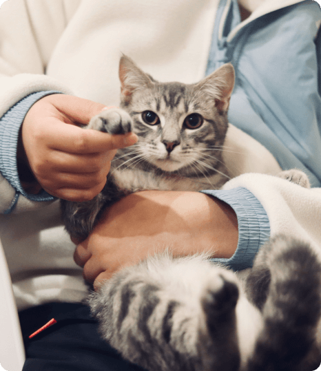 grey cat