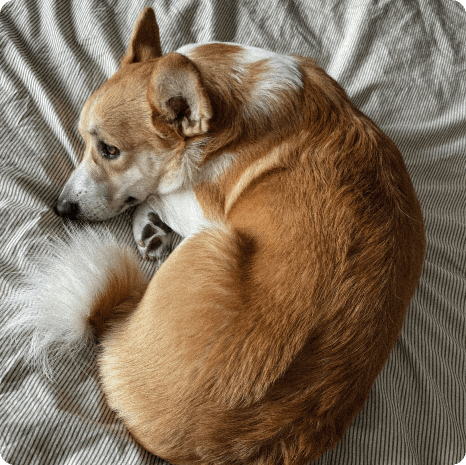 rest dog