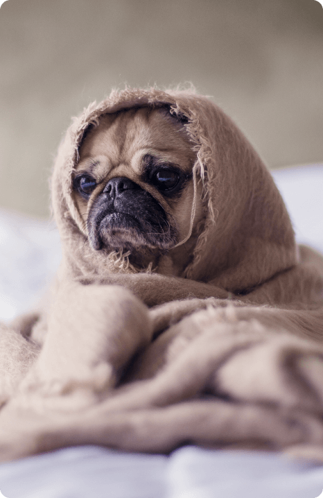 sad dog
