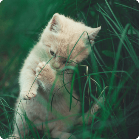 white cat