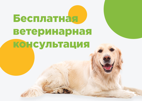 Бесплатная ветеринарная консультация специалиста Бесплатная ветеринарная консультация специалиста
