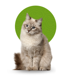 Кошки