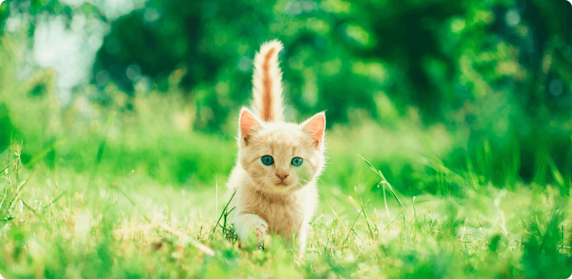 Как понять, что у кошки глисты?