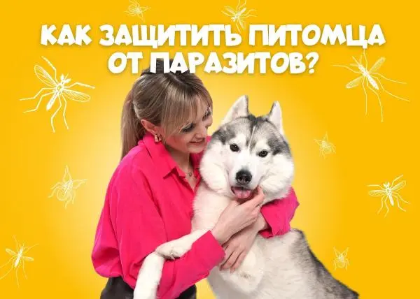 Видео: Блохи и клещи. Чем обработать кошку и собаку