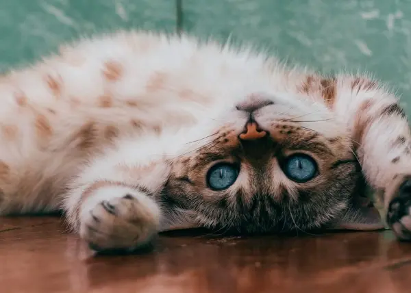 Почему кот чихает?