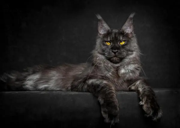 Мейн-кун: лев, которого можно погладить