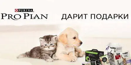 Подарки от Pro Plan