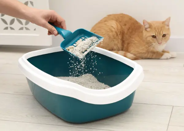 Понос у кошки