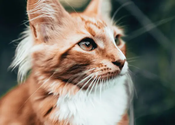 Что такое аллергия у кошек?