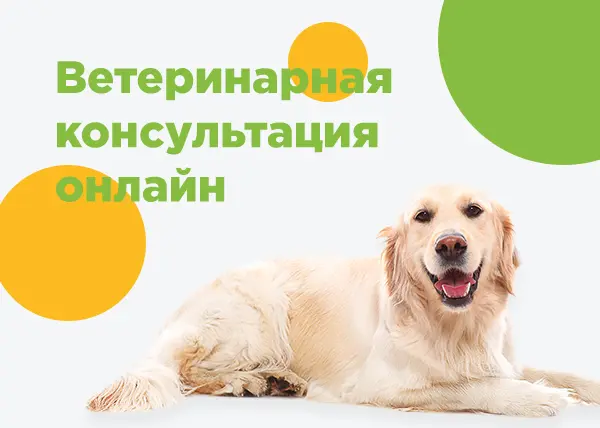 Ветеринарные консультации в чате на сайте!
