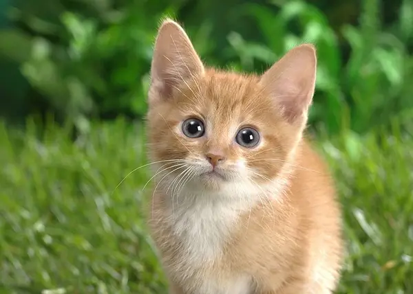 Как ухаживать за котёнком?