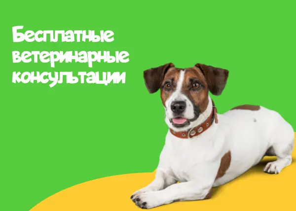 Изменение графика работы бесплатных ветеринарных консультаций