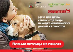 Друг для друга -  совместный проект ЗооОптТорг.Рф, Purina и приюта "Сострадание"