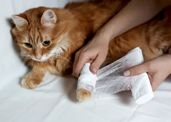 Лечение кошек в домашних условиях