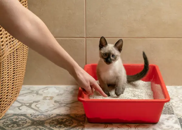 Как приучить взрослую кошку или котенка к лотку 
