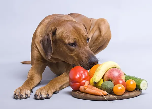 Опасные продукты: что нельзя собакам