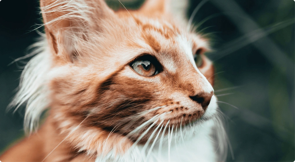 Что такое аллергия у кошек?