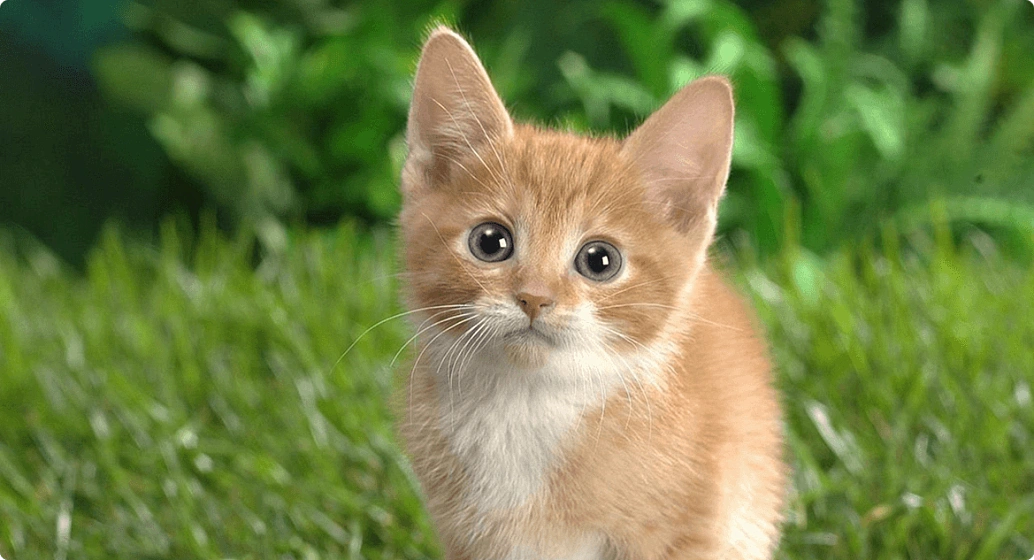 Как ухаживать за котёнком?