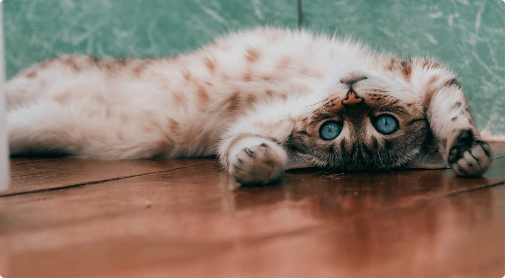 Почему кот чихает?