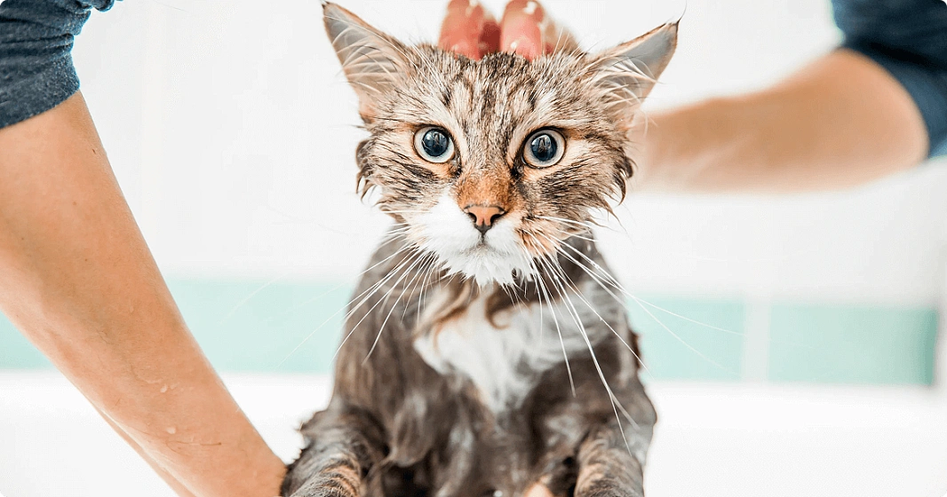 Нужно ли купать кошек? Мифы и правда о кошачьей гигиене