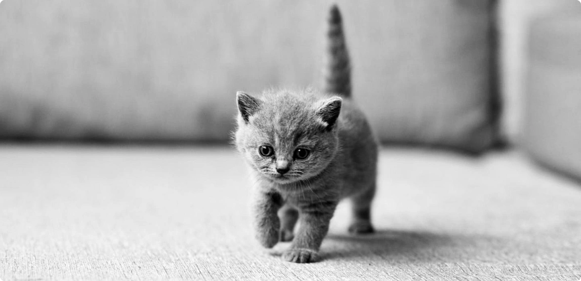 Подготовка к появлению котенка
